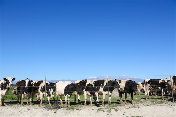 常溫純牛奶中禁止添加復原乳，集成供應鏈怎么看？